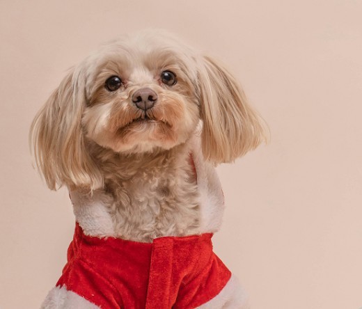FasionDog